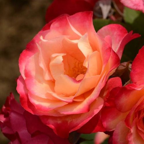 Sárga - vörös - Rózsa - Marseille en Fleurs - Online rózsa vásárlás